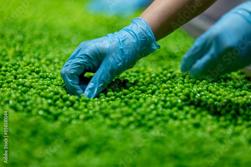 A farm worker inspects green fresh ripe organic peas.