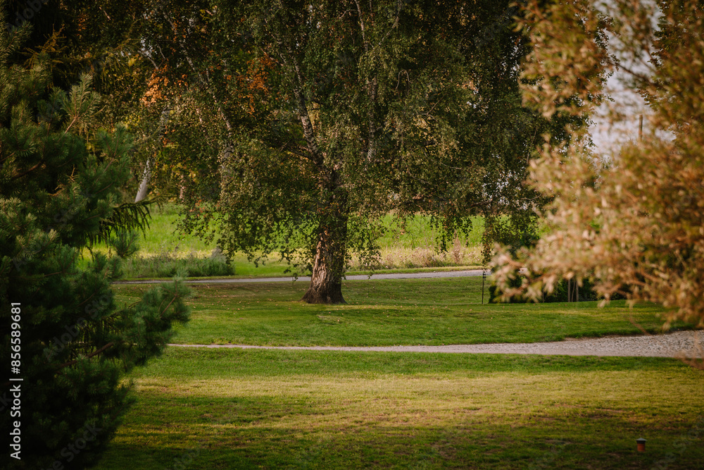 Blome, Latvia - September 11, 2023 - Large tree with dense foliage in a grassy park, surrounded by lush greenery and a gravel path in a serene countryside setting. Copy space. Blome, Latvia - September 11, 2023 - Large tree with dense foliage in a grassy park, surrounded by lush greenery and a gravel path in a serene countryside setting. Copy space.