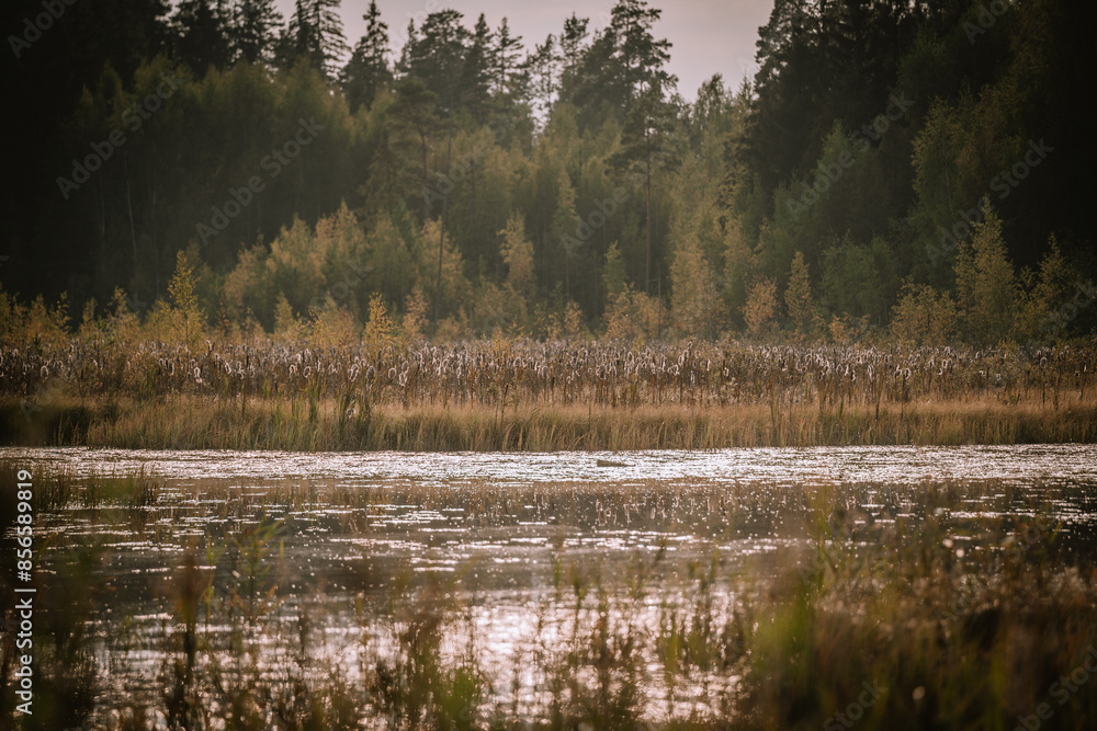 Blome, Latvia - September 11, 2023 - Scenic view of a calm wetland with tall grasses, reeds, and a forest backdrop, under soft light creating a tranquil atmosphere. Copy space. Blome, Latvia - September 11, 2023 - Scenic view of a calm wetland with tall grasses, reeds, and a forest backdrop, under soft light creating a tranquil atmosphere. Copy space.