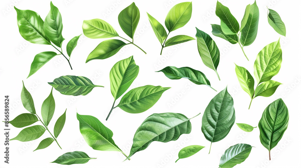 a group of green leaves a group of green leaves
