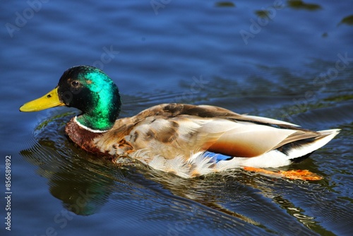 Anas platyrhynchos, mallard duck in summer park. photo