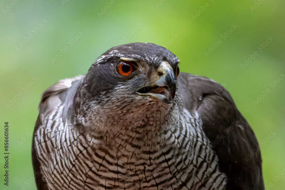Naklejka premium Goshawk