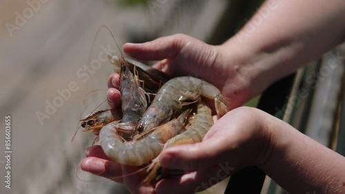 Handful of fresh tiger shrimps on women palms in sunlight after purchase close up. Premium quality freshly caught shrimp delivered before cooking. Demonstration of raw quality seafood. photo