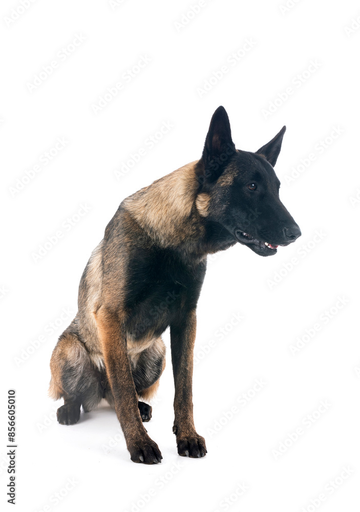 malinois in studio malinois in studio
