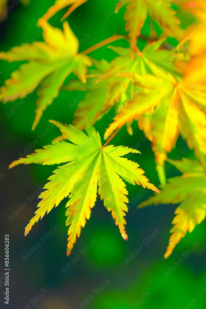 A close up of some green leaves. A close up of some green leaves.