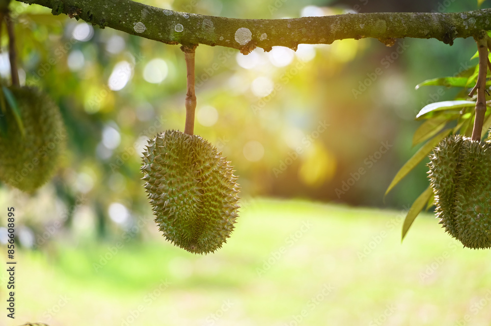 Thai Durian Orchard Landscape Captivating small durian hanging on the branch Thai Durian Orchard Landscape Captivating small durian hanging on the branch