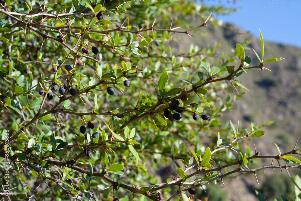 Berberis, Oregon Grape, Mountain Grape, Oregon Barberry, Oregon Grapeholly, Jaundice Berry, Woodsour, Sowberry, Pepperidge Bush, Sourspine or Tall Oregon Grape Berberis, Oregon Grape, Mountain Grape, Oregon Barberry, Oregon Grapeholly, Jaundice Berry, Woodsour, Sowberry, Pepperidge Bush, Sourspine or Tall Oregon Grape