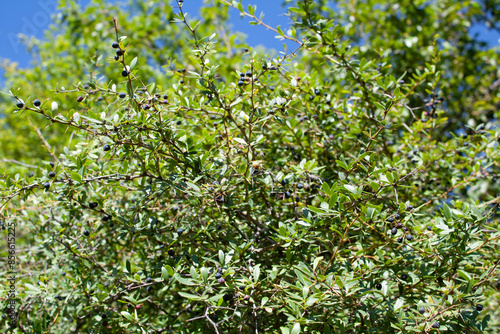 Berberis, Oregon Grape, Mountain Grape, Oregon Barberry, Oregon Grapeholly, Jaundice Berry, Woodsour, Sowberry, Pepperidge Bush, Sourspine or Tall Oregon Grape photo