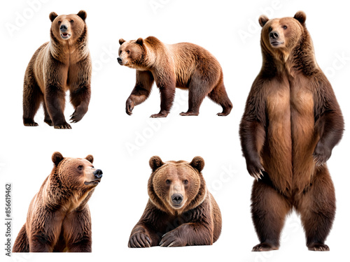 Grizzly bear isolated on transparent background