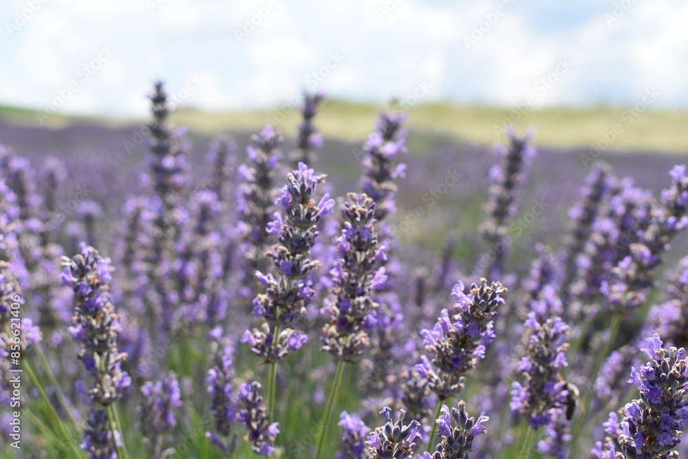 Obraz premium Beautiful lavender flowers in the field.