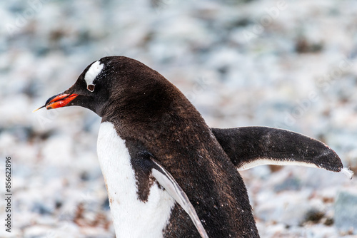Close-up of a Gentoo Penguin -Pygoscelis papua- cayying a straw in its beak at Cuverville Island, on the Antarctic Peninsula