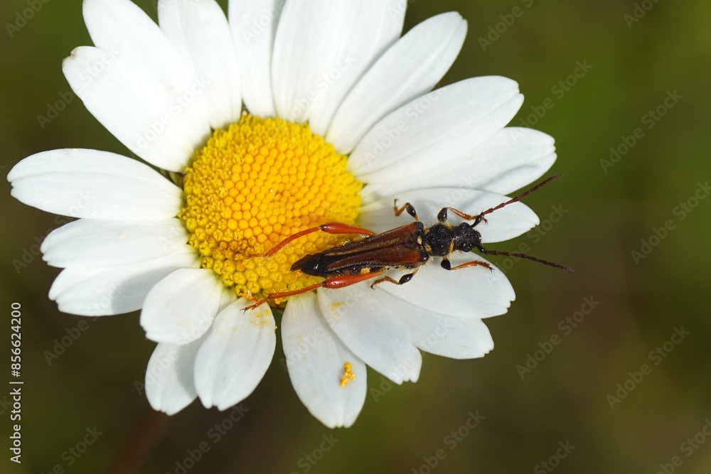 Obraz premium Close up longhorn beetle Stenopterus rufus, family Cerambycidae on flower of ox-eye daisy, marguerite, Leucanthemum vulgare. Summer, June, France