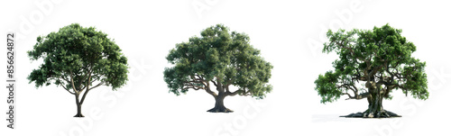 Collection of Green Trees Isolated on Transparent Background - Ecology Concept