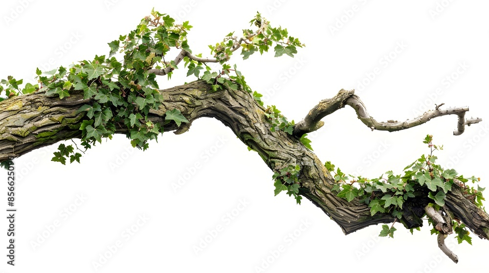 Fototapeta premium realistic twisted jungle branch with plant growing isolated on a white background