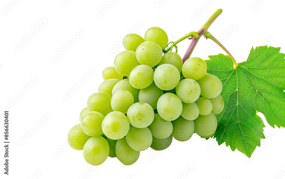 Photorealistic green grapes with a leaf isolated on transparent background. Organic tropical fruit design element PNG cutout collection. Garden Lifestyle. Fresh food, cooking, diet concept. Side view Photorealistic green grapes with a leaf isolated on transparent background. Organic tropical fruit design element PNG cutout collection. Garden Lifestyle. Fresh food, cooking, diet concept. Side view