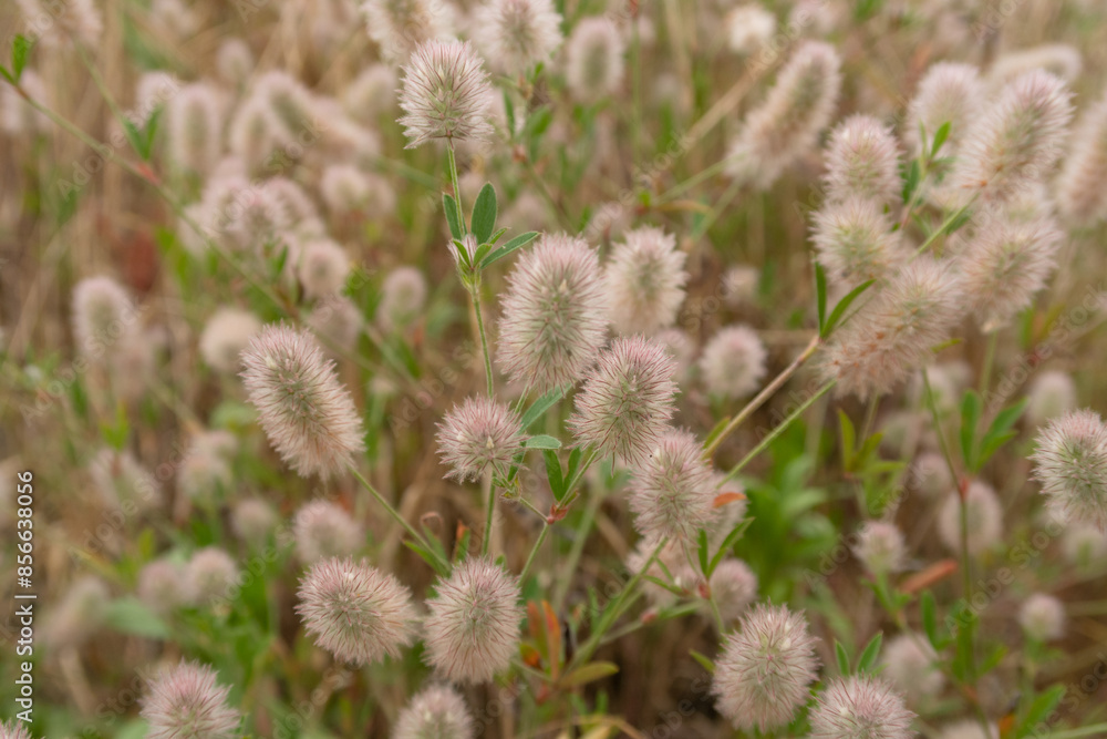 Trifolium arvense Hairy Clover