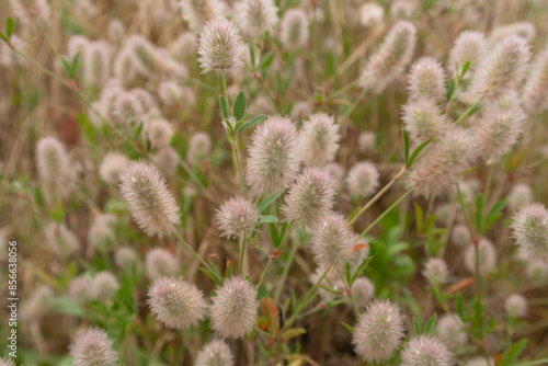 Obraz na płótnie Trifolium arvense Hairy Clover w salonie