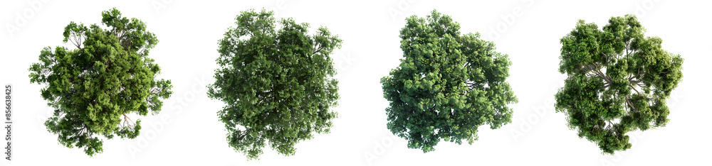 Top View Lush Green Trees Set - Isolated on Transparent Background, Natural Environment Top View Lush Green Trees Set - Isolated on Transparent Background, Natural Environment
