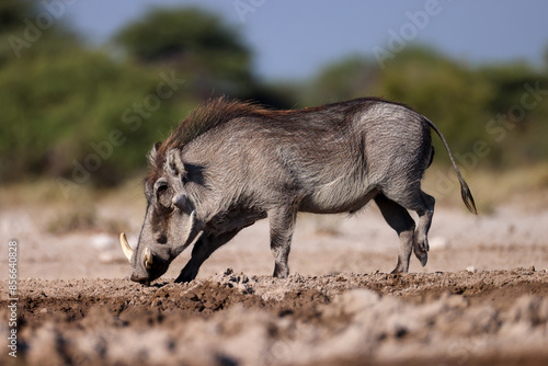 warthog at a waterhole in Etosha NP photo