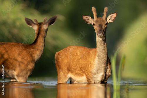 Fototapeta Naklejka Na Ścianę i Meble -  jelenie
