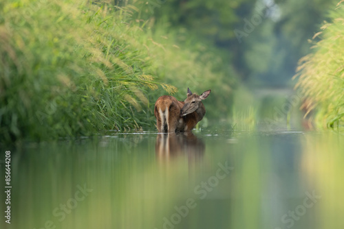 Fototapeta Naklejka Na Ścianę i Meble -  jelenie