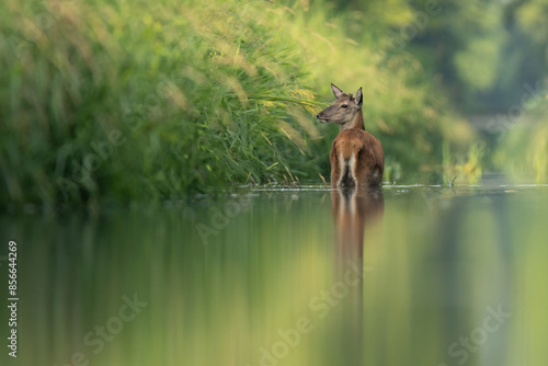 Fototapeta Naklejka Na Ścianę i Meble -  jelenie