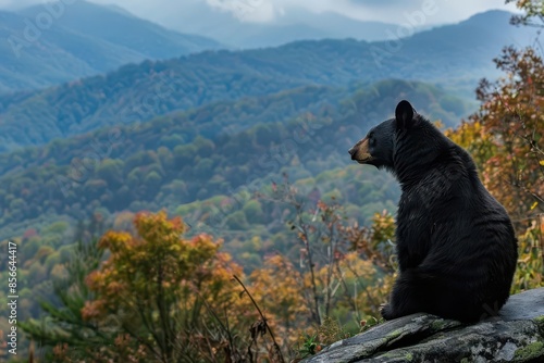 majestic black bear traversing the mountains of western north carolina wildlife photograph