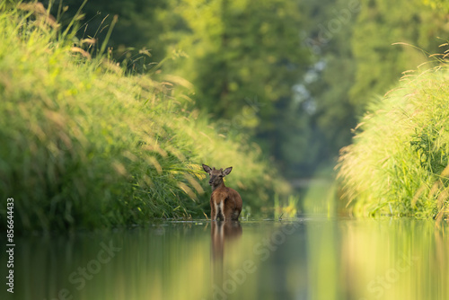 Fototapeta Naklejka Na Ścianę i Meble -  jelenie