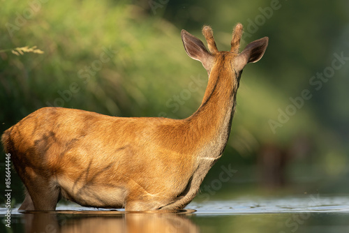Fototapeta Naklejka Na Ścianę i Meble -  jeleń