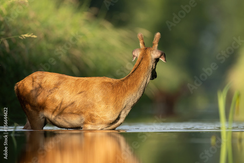 Fototapeta Naklejka Na Ścianę i Meble -  jelenie