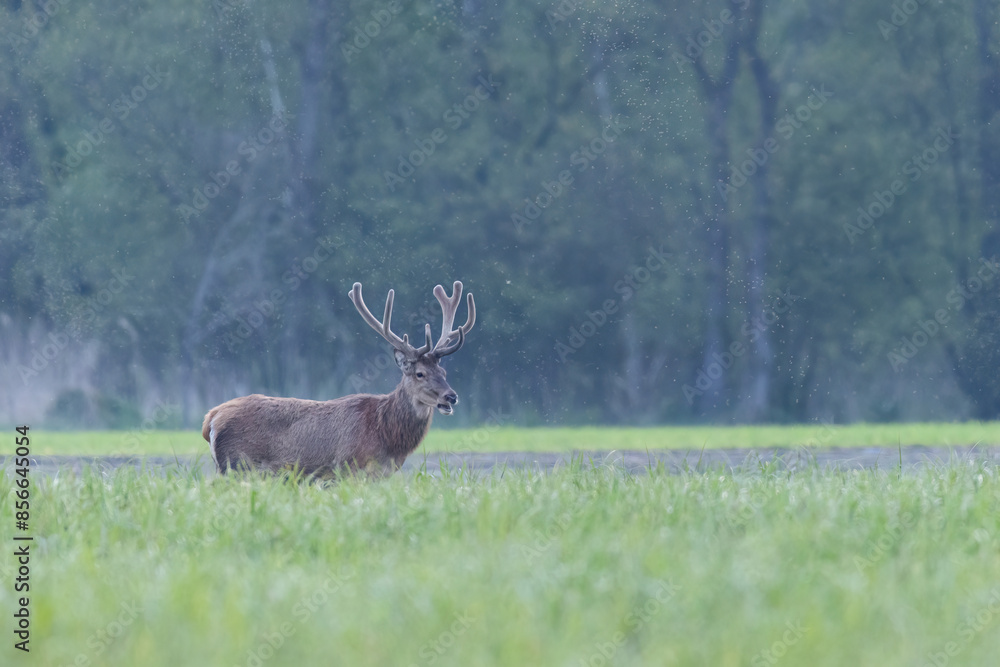 Obraz premium jelenie