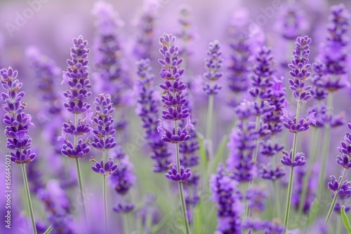 majestic fields of lavender flowers in full bloom lavandula angustifolia tranquil violet beauty serene landscape