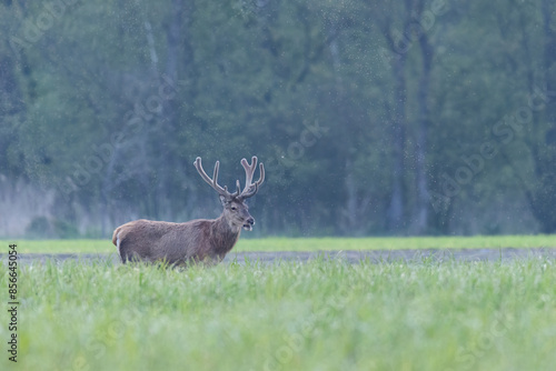 Fototapeta Naklejka Na Ścianę i Meble -  jelenie