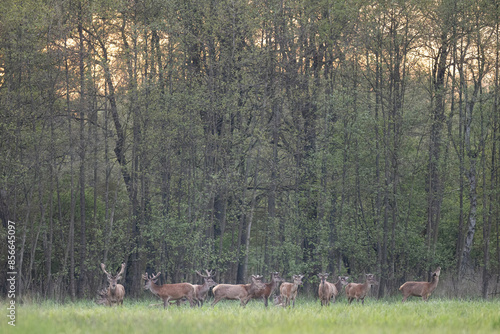 Fototapeta Naklejka Na Ścianę i Meble -  jelenie