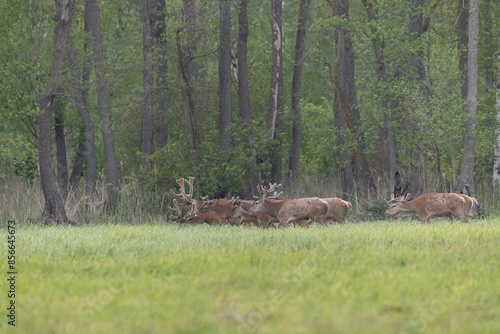 Fototapeta Naklejka Na Ścianę i Meble -  jelenie