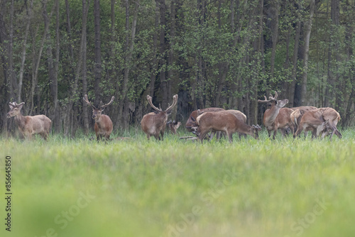 Fototapeta Naklejka Na Ścianę i Meble -  jelenie