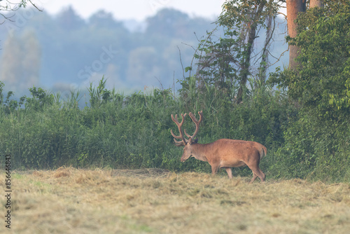 Fototapeta Naklejka Na Ścianę i Meble -  jelenie