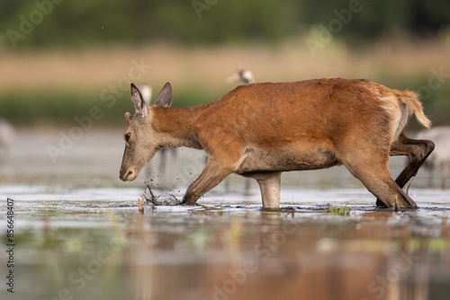 Fototapeta Naklejka Na Ścianę i Meble -  jelenie