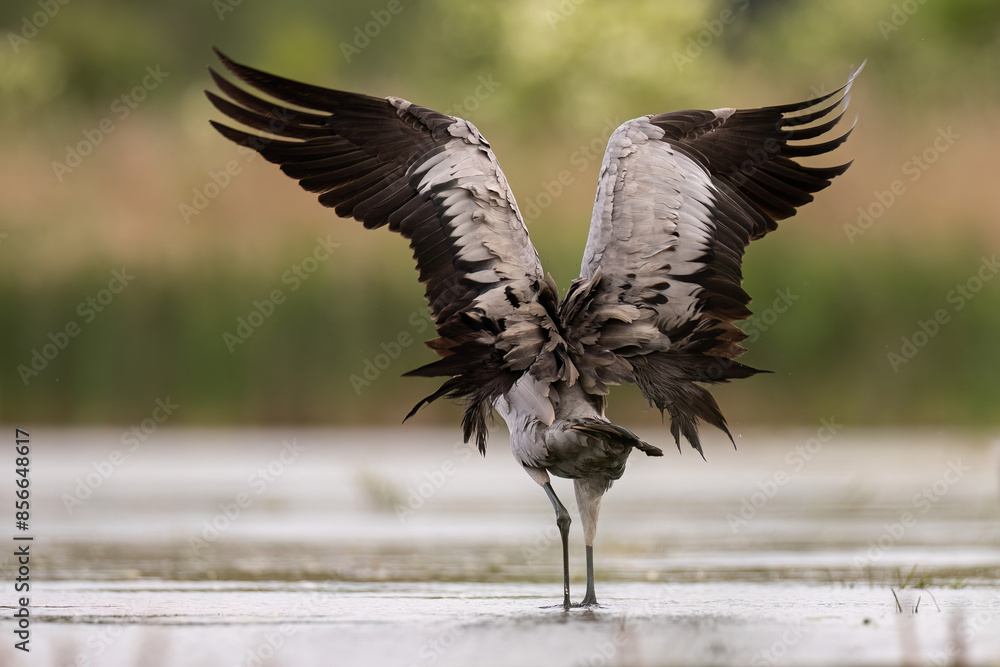 Obraz premium żuraw