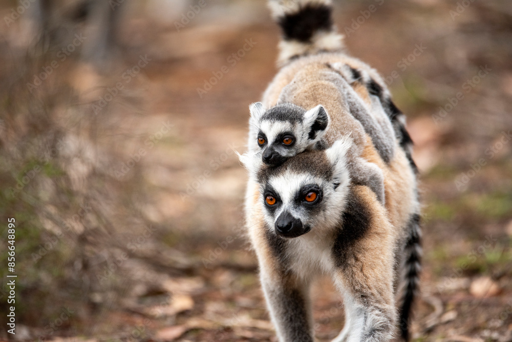 Obraz premium Lemur of Madagascar in their natural location