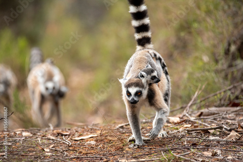 Lemur of Madagascar in their natural location