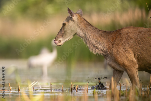 Fototapeta Naklejka Na Ścianę i Meble -  jelenie
