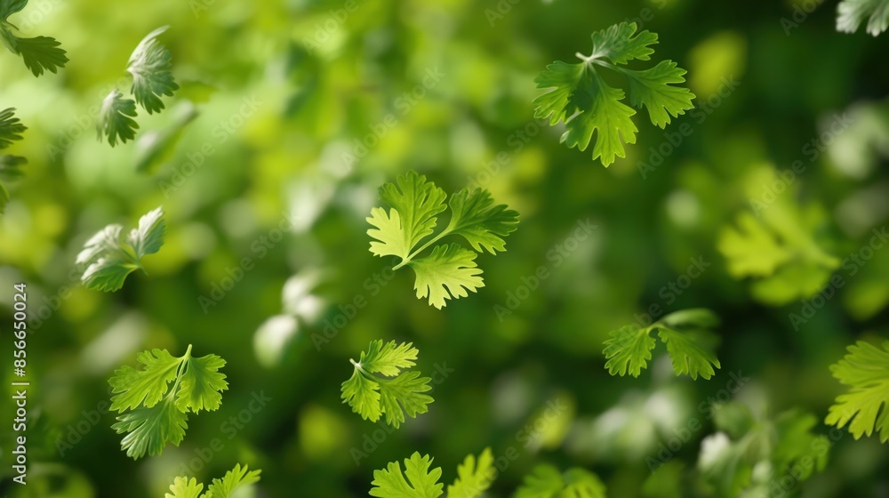 corianders flying in the air with green background corianders flying in the air with green background