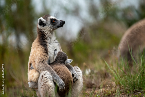 Lemur of Madagascar in their natural location photo