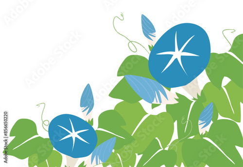 青い朝顔の花の背景イラスト素材