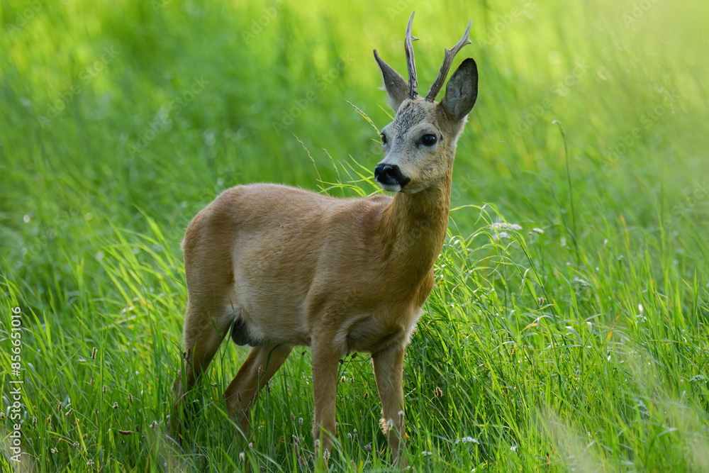 Fototapeta premium sarna kozioł sarny