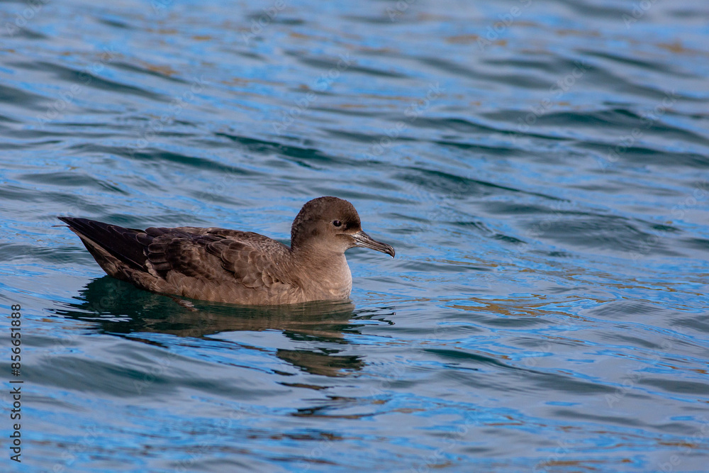 A close-up shot of a Sooty shearwater - Ardenna grisea - swimming in the south pacific ocean with a blue sea background, off the Taiaroa Head, Otago Peninsula, South Island, New Zealand A close-up shot of a Sooty shearwater - Ardenna grisea - swimming in the south pacific ocean with a blue sea background, off the Taiaroa Head, Otago Peninsula, South Island, New Zealand