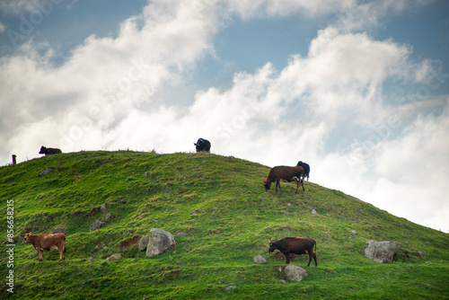 Cattle Pasture in Taranaki Region - New Zealand photo