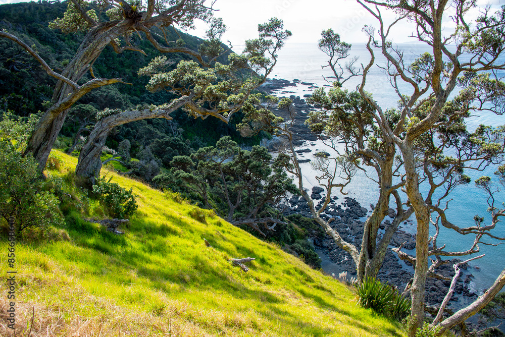 Fototapeta premium Mangawhai Cliff Walk - New Zealand