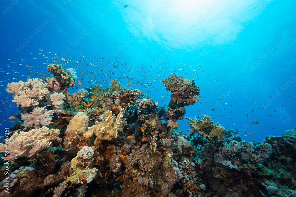 Obraz premium Underwater Tropical Corals Reef with colorful sea fish. Marine life sea world. Tropical colourful underwater seascape.